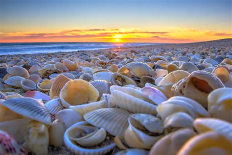 Martin County's Best Beaches to Find Sea Shells | Martin County