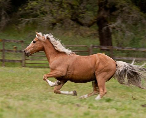 92 best images about Palomino Horses on Pinterest | Horses for sale ...