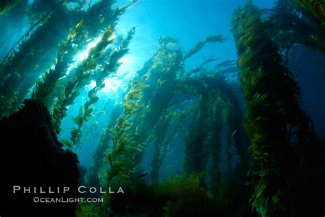 Kelp forest, Macrocystis pyrifera, Catalina Island, California