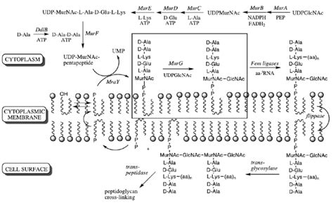 Peptidoglycan Biosynthesis