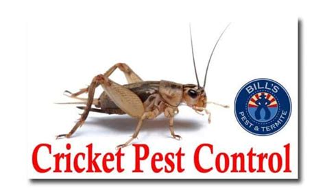 Cricket Pest Control Phoenix, AZ | Cricket Exterminator