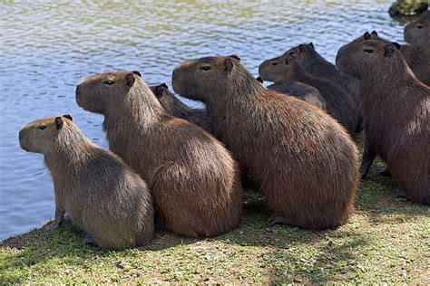 A Capybara Is the Largest Rodent in the World and the Ultimate Social ...