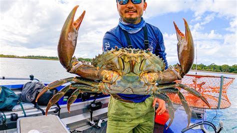 BEST TASTING CRAB | Massive Mudcrab in Australia - YouTube