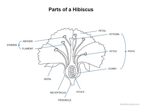 Diagram Of Hibiscus Flower