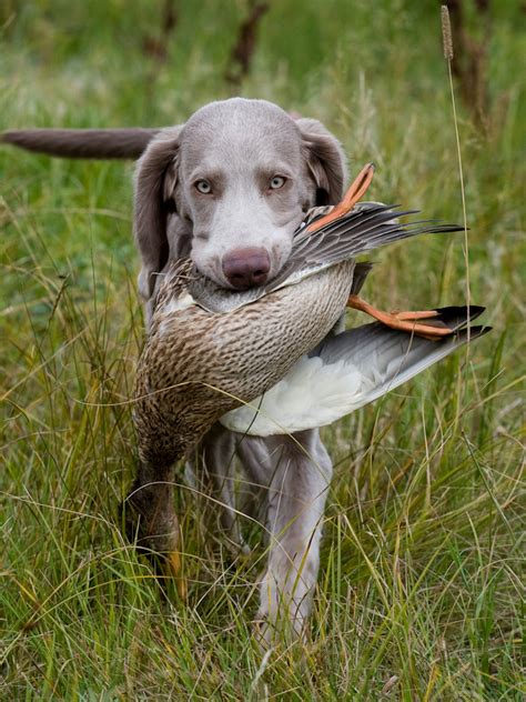 Top 10 Hunting Dog Breeds |The Cozy Pet Blog