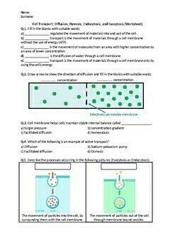 Cell Transport: Diffusion, Osmosis, Endocytosis, and Exocytosis - Worksheet