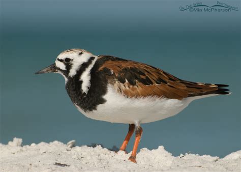 Ruddy Turnstones in breeding and nonbreeding plumage - Mia McPherson's ...