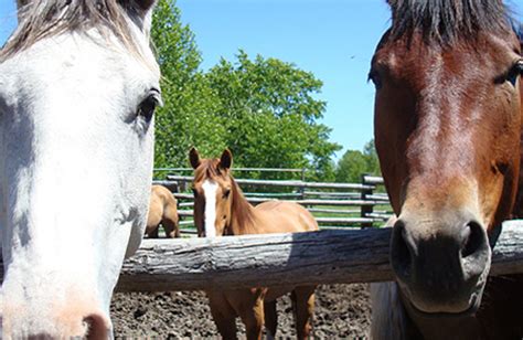 G Bar M Ranch (Bozeman, MT) - Resort Reviews - ResortsandLodges.com