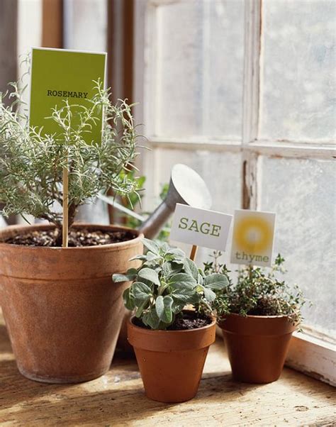 Growing Sage In Pots | Sage Plant Care In Containers