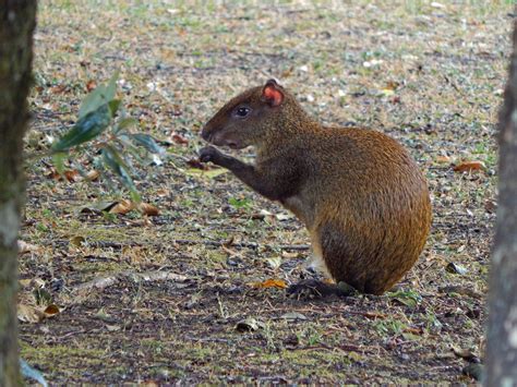 Agouti | Habitat, Diet & Adaptations | Britannica