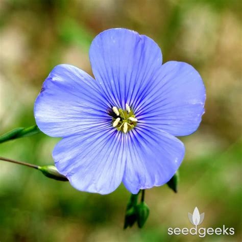 Blue Flax Wildflower Heirloom Seeds Flower Seeds Wildflower - Etsy