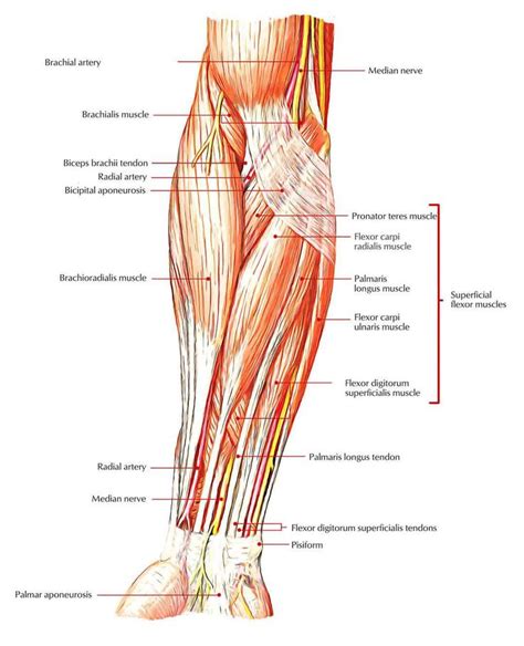 ‪The Flexor Carpi Ulnaris and Pronator Teres muscles (+others) must be ...