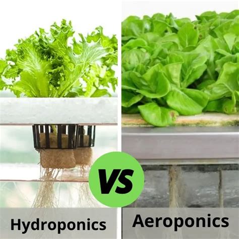 Difference Between Hydroponics vs Aeroponics - Which Is Better?