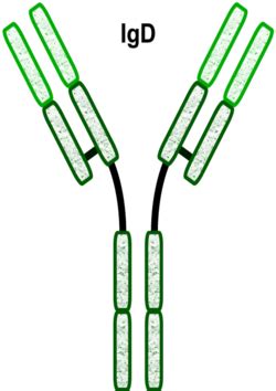 Immunoglobulin D - WikiVet English