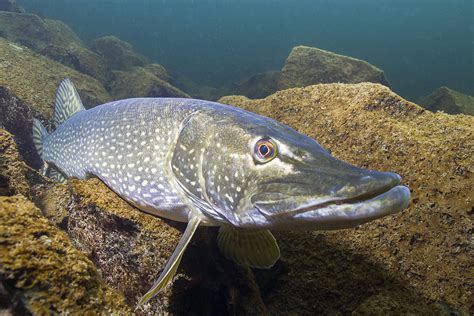 Common Freshwater Fish In The UK To Get You Hooked On Angling