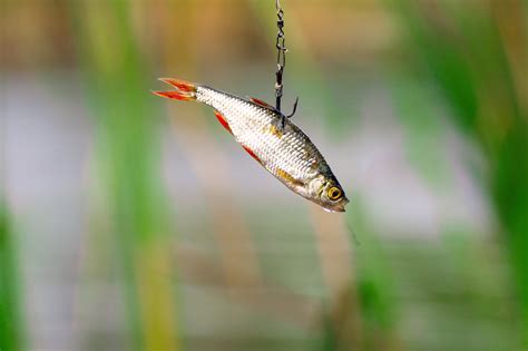 Live bait for pike fishing - Ambush Fishing