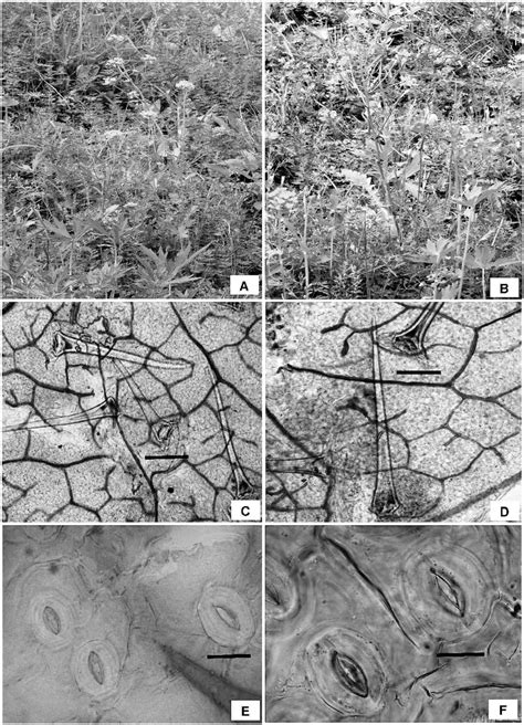 Plants of diploid (A) and hexaploid cytotypes (B) growing in wild ...