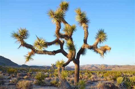 Joshua Tree National Park in 10 Photos