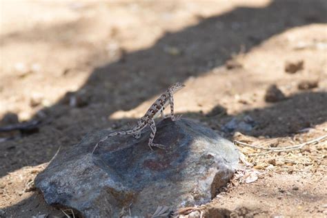 10 Interesting Facts About The Charming Little Zebra-Tailed Lizard