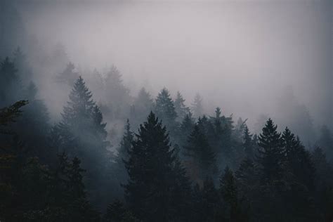 Aesthetic Foggy Forest Wallpapers - Wallpaper Cave