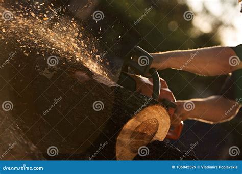 A Man Cutting Tree with Chainsaw. Stock Image - Image of blade, hands ...