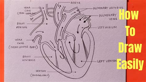 Human Heart Diagram Simple