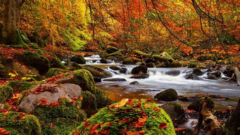 Fall Forest Wallpapers - Top Free Fall Forest Backgrounds - WallpaperAccess