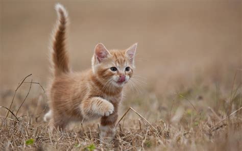 Cute Kitten Desktop Wallpaper (60+ images)