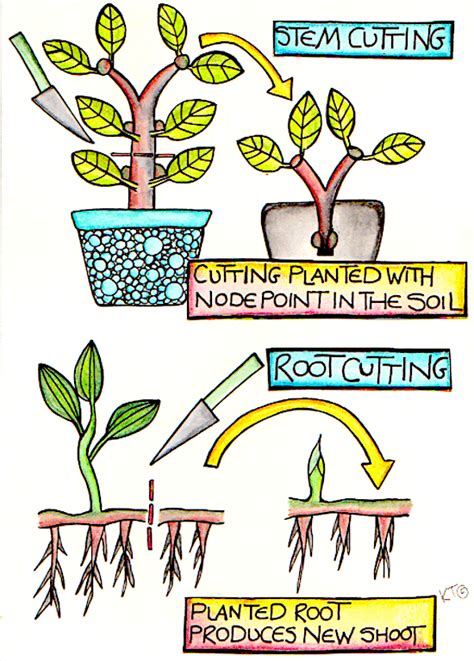 Plant Propagation: How To Get Plants For Free