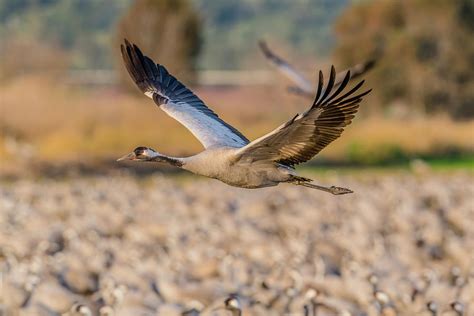 Common Crane In Flight Photograph by Morris Finkelstein - Fine Art America