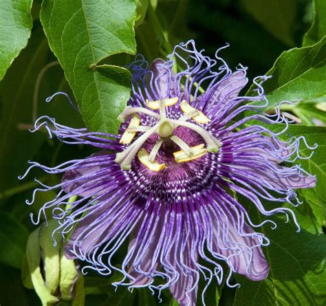 PURPLE PASSION FLOWER VINE * Passiflora incarnata * N.American Native ...