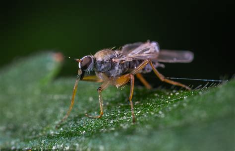 Identifying and Preventing Garden Pests | Insight Pest Solutions