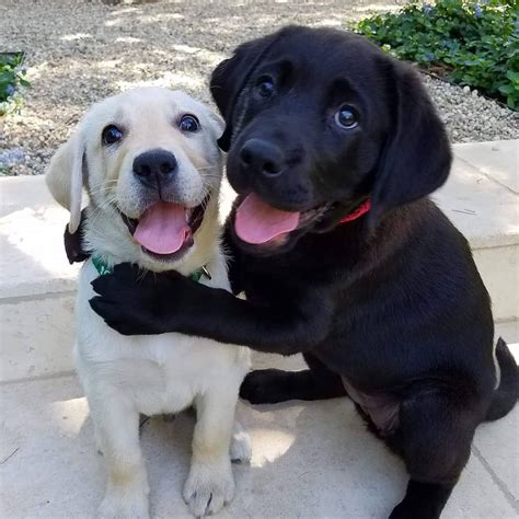 Incredible Photos Of Dogs Hugging Their Soulmates That Will Melt Your ...