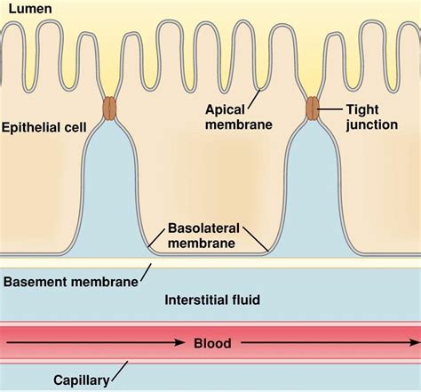 18 Inspirational Basement Membrane Diagram - basement tips