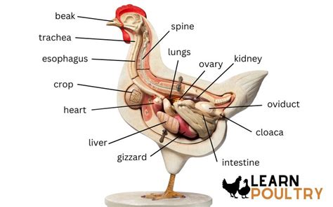 Chicken Anatomy - The Complete Guide - LearnPoultry