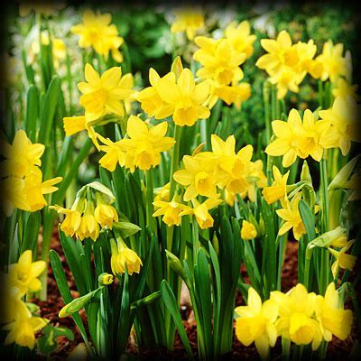 Bliss Garden & Giftware: How to care for Daffodils