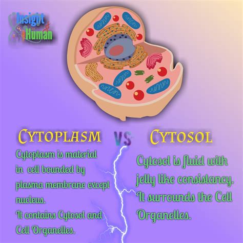 Cytoplasm Vs Cytosol