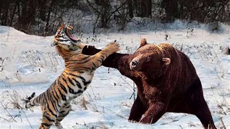 Bear fight vs Tiger vs Lion for Life | Bear fight vs Tiger vs Lion for ...