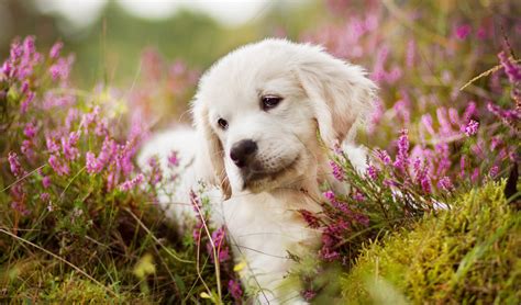 Download Muzzle Baby Animal Moss Pink Flower Puppy Dog Animal Golden ...