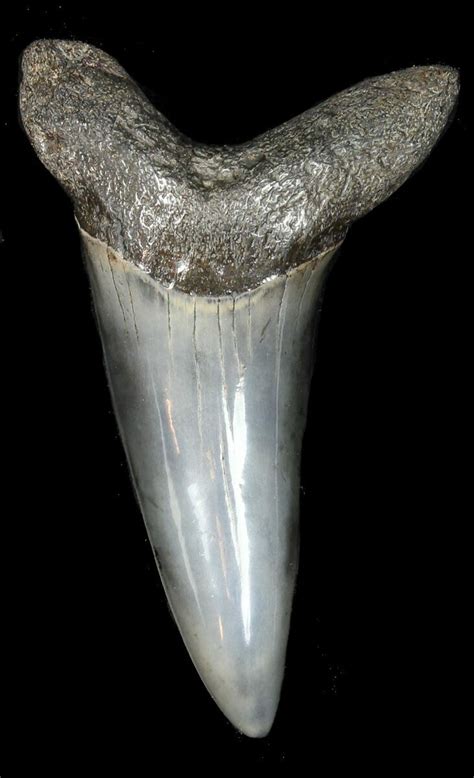 2.29" Fossil Shortfin Mako Shark Tooth (#45958) For Sale - FossilEra.com