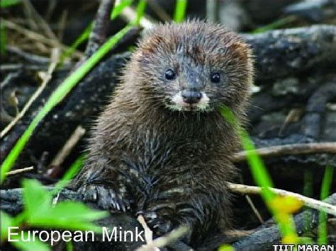 European Mink