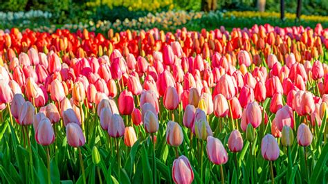 Holland Tulips Wallpapers - Top Free Holland Tulips Backgrounds ...