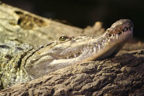 Philippine Crocodile - ZooChat