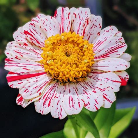 Candy Cane Zinnia – Striped Zinnias in Many Colors - Bunny's Garden