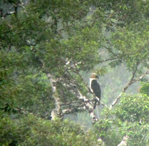 As habitat of the Philippine eagle DENR-8 urges public to help preserve ...