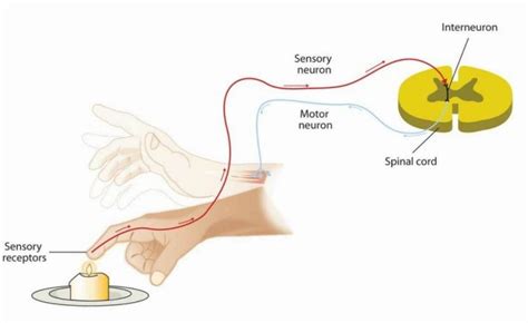 Somatic Nervous System – Karuna Yoga Vidya Peetham Bangalore