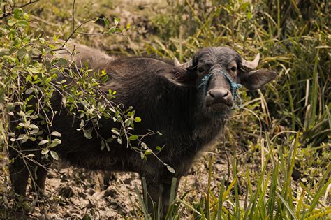 Black Angus Cattle Photos, Download The BEST Free Black Angus Cattle ...