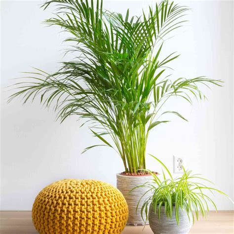 The 10 Best Indoor Plants for Clean Air