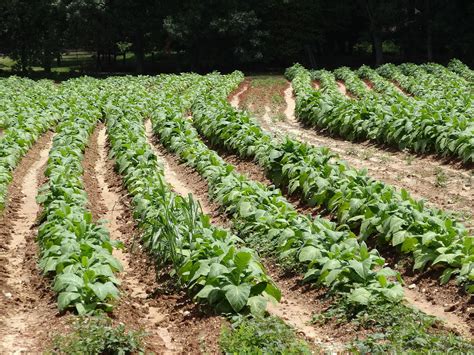 USA: New efforts to ban tobacco farm child labour | Business & Human ...