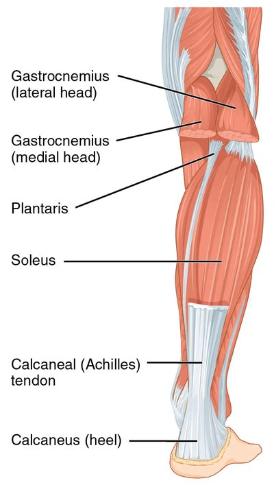 Triceps Surae - Physiopedia